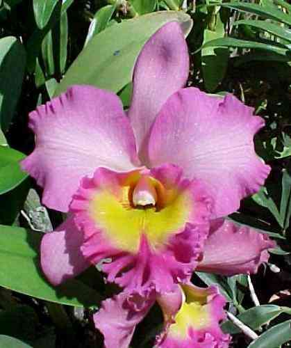 Brassolaeliocattleya Mary Lou Oasay
